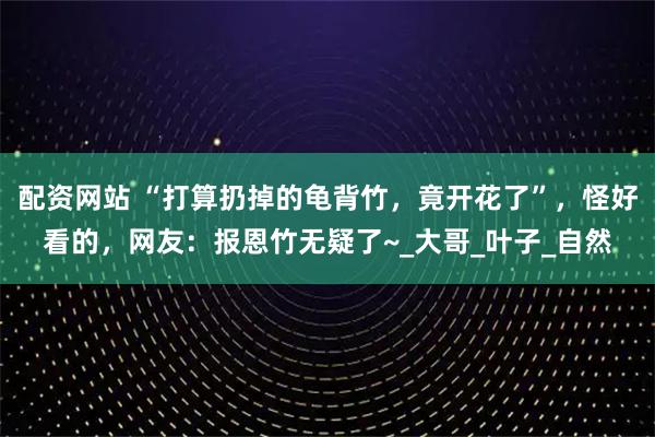 配资网站 “打算扔掉的龟背竹，竟开花了”，怪好看的，网友：报恩竹无疑了~_大哥_叶子_自然